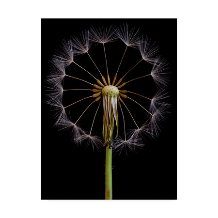 Trademark Fine Art Art Lionse 'The Wheel Dandelion' Canvas Art, 35x47 1X07472-C3547GG